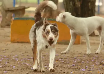 Brasil tem cerca de 30 milhões de animais domésticos abandonados: como a campanha Dezembro Verde tenta reduzir os abandonos no fim de ano