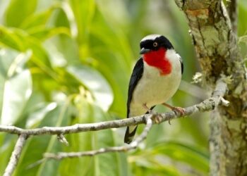 Parque Estadual Saíra-Apunhalada: ES cria Unidade de Conservação histórica para salvar ave rara - Foto: Seama
