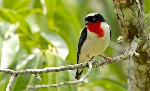 Parque Estadual Saíra-Apunhalada: ES cria Unidade de Conservação histórica para salvar ave rara - Foto: Seama