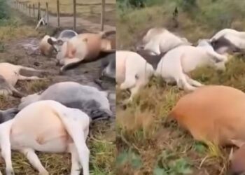 Raio mata 10 bois em Barra de São Francisco após forte temporal - Foto: Rede Social