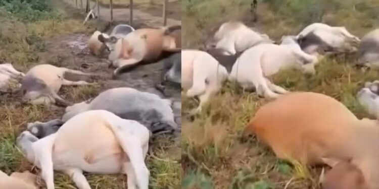 Raio mata 10 bois em Barra de São Francisco após forte temporal - Foto: Rede Social