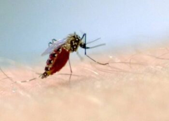 Preços de repelentes têm variação de até 110% entre sites de comércio online, segundo Procon-SP - Foto: Vinícius Marinho/Fiocruz