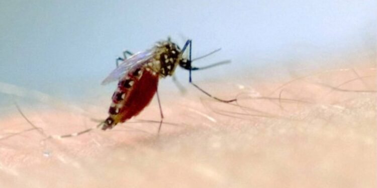 Preços de repelentes têm variação de até 110% entre sites de comércio online, segundo Procon-SP - Foto: Vinícius Marinho/Fiocruz