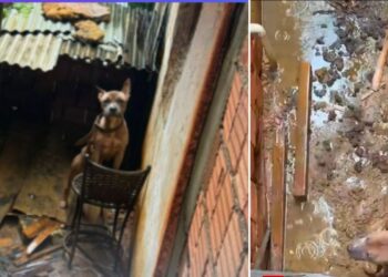 Pitbull é resgatado por maus-tratos em Colatina - Foto: Montagem Colatina em Ação