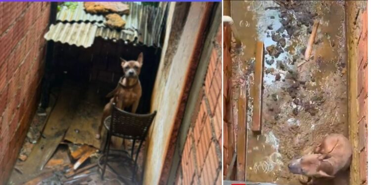 Pitbull é resgatado por maus-tratos em Colatina - Foto: Montagem Colatina em Ação