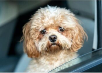 Locomoção de pets: Quais as regras para transporte de animais em carro de aplicativo - Foto: : Manish Sharma/Pexels