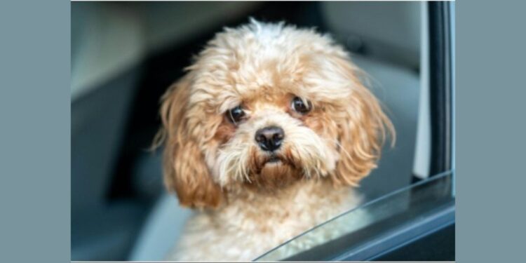 Locomoção de pets: Quais as regras para transporte de animais em carro de aplicativo - Foto: : Manish Sharma/Pexels