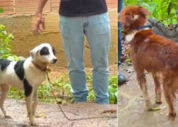 Homem é preso por maus-tratos a cães em Cariacica - Foto: Reprodução