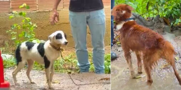 Homem é preso por maus-tratos a cães em Cariacica - Foto: Reprodução