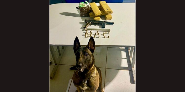 Cão da PM localiza arsenal e explosivos em Guriri - Foto: PMES