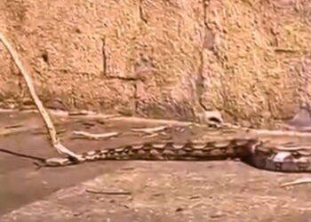 Jiboia de dois metros é resgatada no bairro IBC, em Colatina - Foto: Rede Social