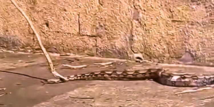 Jiboia de dois metros é resgatada no bairro IBC, em Colatina - Foto: Rede Social