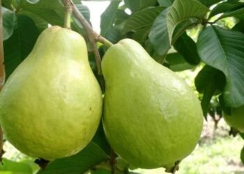 Goiaba gigante de Santa Teresa chega a 1,1 kg e ganha o mercado - Foto: Divulgação
