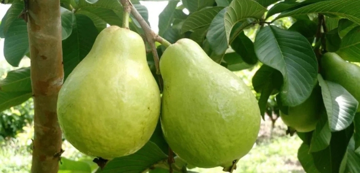 Goiaba gigante de Santa Teresa chega a 1,1 kg e ganha o mercado - Foto: Divulgação
