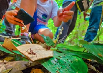 Mais de 160 espécies registradas em desafio de Itaguaçu - Foto: Reprodução