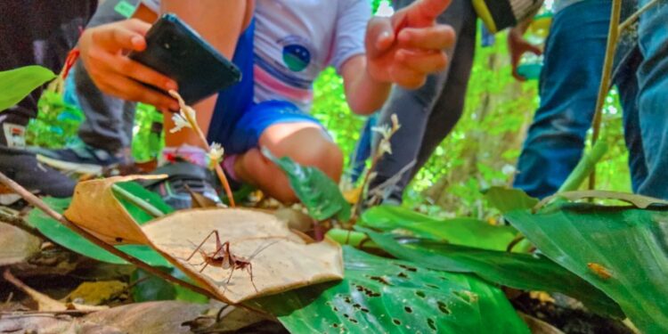 Mais de 160 espécies registradas em desafio de Itaguaçu - Foto: Reprodução