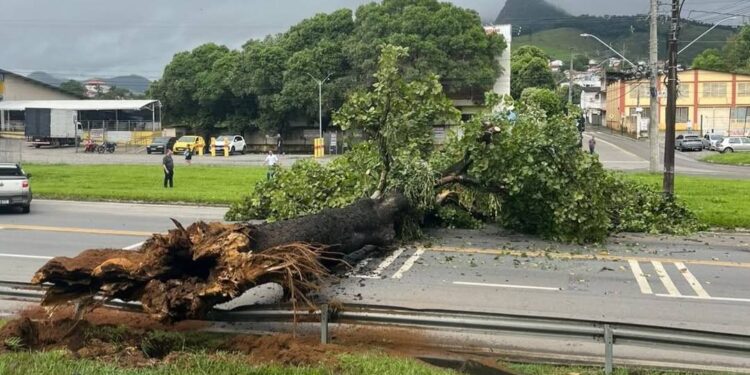 Árvore cai na BR-101 em João Neiva e interrompe o trânsito nesta terça (6) - Foto: Rede Social