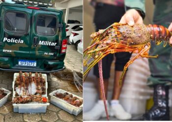 Flagras no Defeso: 96 lagostas são apreendidas em São Mateus/ES - Foto: Polícia Ambiental
