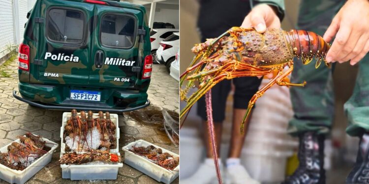 Flagras no Defeso: 96 lagostas são apreendidas em São Mateus/ES - Foto: Polícia Ambiental