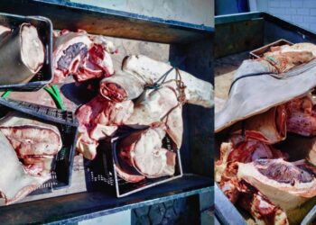 Flagrante de crime ambiental: Tubarão-martelo grávida é esquartejada no Norte do ES - Foto: Policia Ambiental