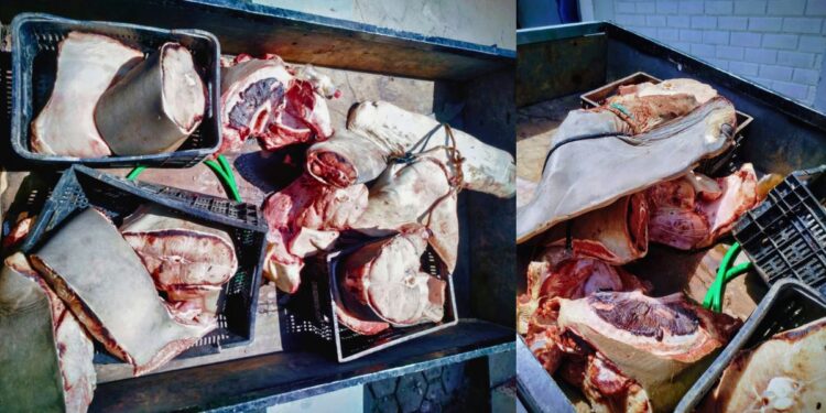 Flagrante de crime ambiental: Tubarão-martelo grávida é esquartejada no Norte do ES - Foto: Policia Ambiental