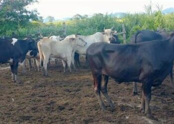 Operação policial localiza 24 cabeças de gado furtadas no Sul do Estado - Foto: PCES