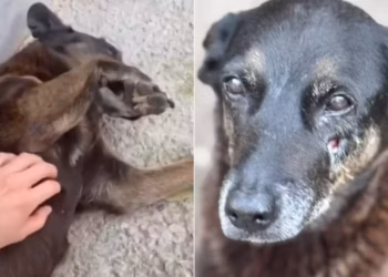 Caso Orelha: A brutalidade que despertou o debate sobre violência animal no Brasil - Foto: Reprodução