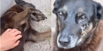 Caso Orelha: A brutalidade que despertou o debate sobre violência animal no Brasil - Foto: Reprodução