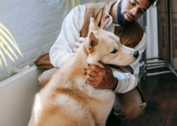 Cão, gato e partilha: o novo conflito dos divórcios modernos - Foto profissional - pexels.com