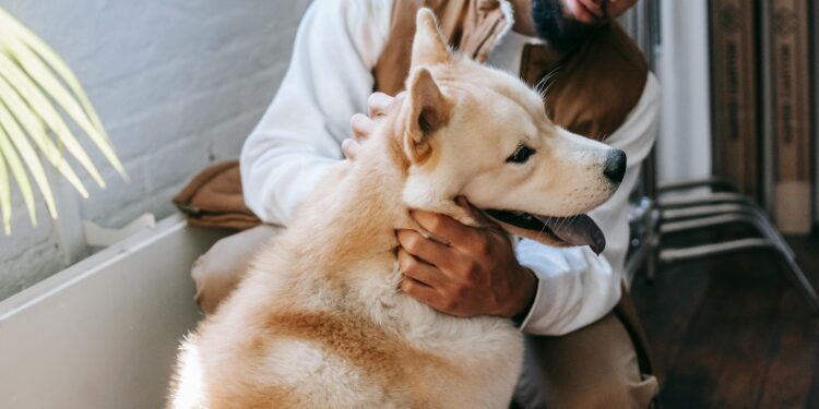 Cão, gato e partilha: o novo conflito dos divórcios modernos - Foto profissional - pexels.com