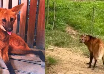 Lobo-guará é resgatado e solto em Afonso Cláudio - Fotos: Polícia Ambiental do ES