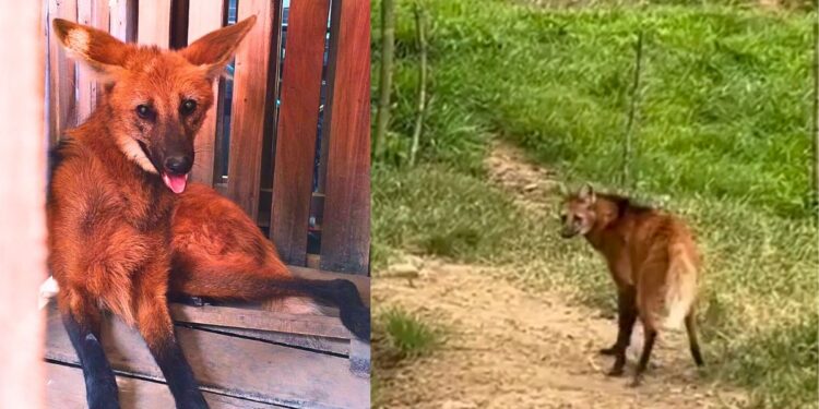 Lobo-guará é resgatado e solto em Afonso Cláudio - Fotos: Polícia Ambiental do ES