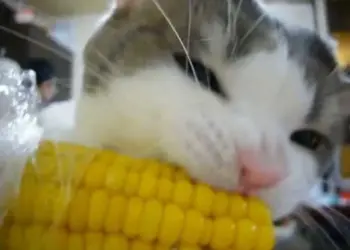 Gatinho que viralizou em vídeo comendo milho na espiga ganha fama na internet e inspira memes - Foto: Reprodução
