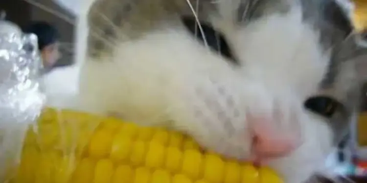 Gatinho que viralizou em vídeo comendo milho na espiga ganha fama na internet e inspira memes - Foto: Reprodução