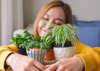 Harmonia e sorte para cada signo: a planta ideal para ter em casa segundo a astróloga Clarisse Monahan