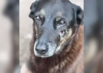 Adolescentes são investigados por morte de cão comunitário ‘Orelha’ em Florianópolis; um homem é alvo por coação de testemunha