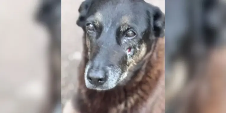 Adolescentes são investigados por morte de cão comunitário ‘Orelha’ em Florianópolis; um homem é alvo por coação de testemunha