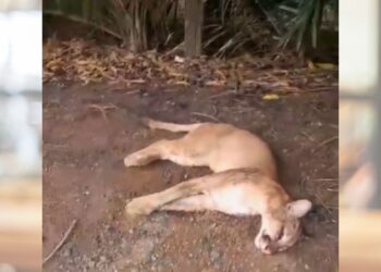 Onça-parda é encontrada morta às margens da BR-259, em Colatina - Foto: Leitor