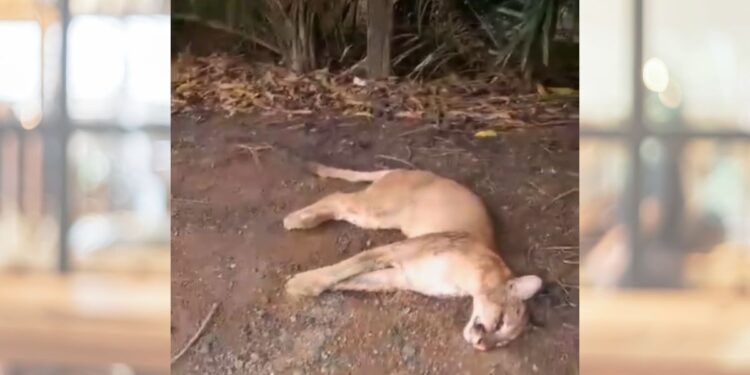 Onça-parda é encontrada morta às margens da BR-259, em Colatina - Foto: Leitor