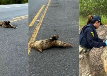 PRF resgata bicho-preguiça em meio ao trânsito na BR 262, no ES - Foto: PRFES