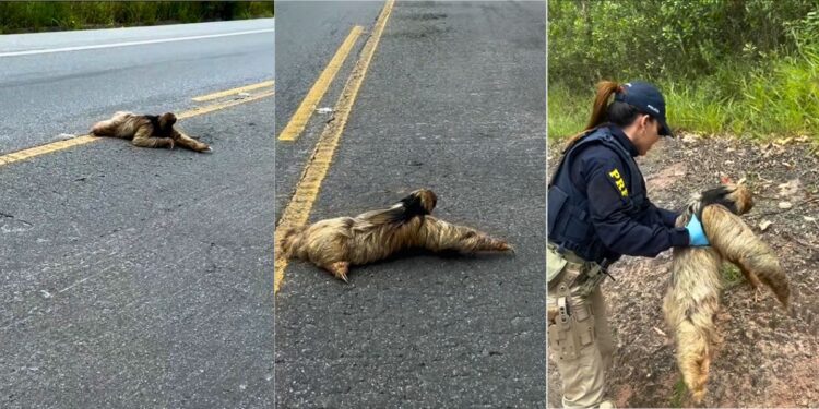 PRF resgata bicho-preguiça em meio ao trânsito na BR 262, no ES - Foto: PRFES
