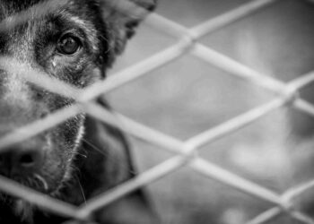 Maus-tratos no ES: 20 presos e 600 animais resgatados em um ano - Foto: Adobe Stock