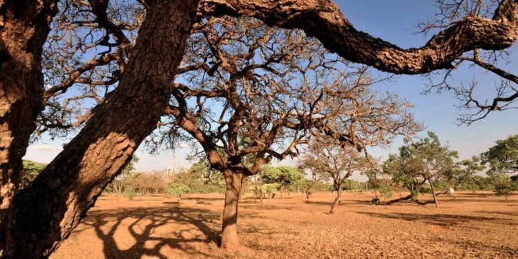 Monitor de Secas aponta intensificação do fenômeno no Sudeste e Centro-Oeste e melhora no Norte e Sul - Imagem: Arquivo/Agência Brasil