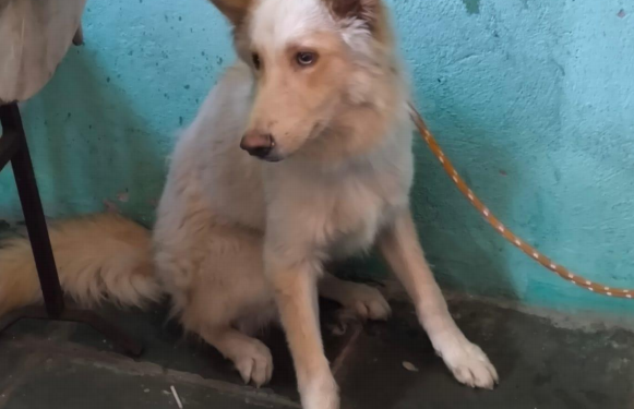 Homem é preso por maus-tratos a cão em Vitória - Foto: PCES