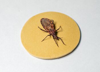 DOENÇA DE CHAGAS: cerca de 90% dos pacientes que recebem marcapasso no Hospital de Base de Brasília (DF) têm a doença