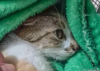 Mulher é presa após arremessar gata do 12º andar de prédio em Curitiba - Foto: Polícia Civil do Paraná