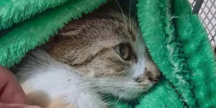 Mulher é presa após arremessar gata do 12º andar de prédio em Curitiba - Foto: Polícia Civil do Paraná