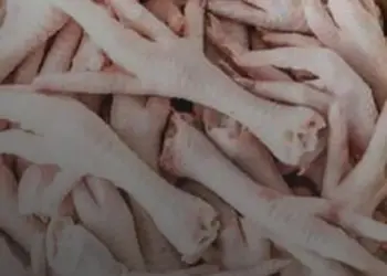 Lavar Frango Cru: Tradição Cultural vs. Alerta Científico sobre Bactérias Perigosas