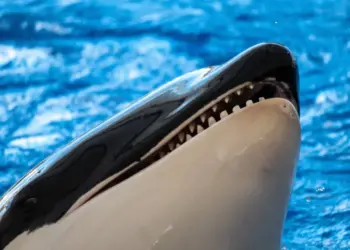Orcas: A Ameaçadora Inteligência e o Lado Sombrio da “Baleia Assassina”