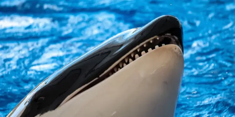 Orcas: A Ameaçadora Inteligência e o Lado Sombrio da “Baleia Assassina”